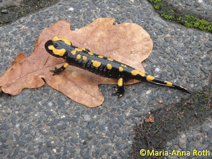 02.JPG - Feuersalamander