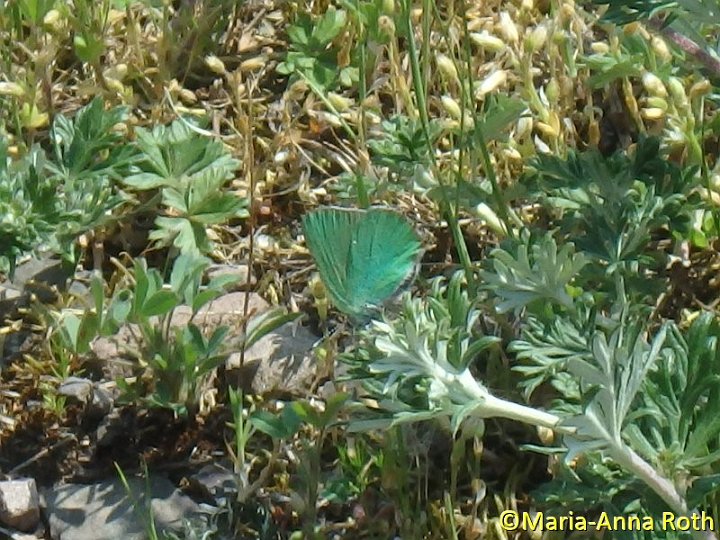 Grüner Zipfelfalter.JPG - Grüner Zipfelfalter