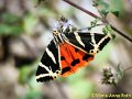 IMG-20200131-WA0003