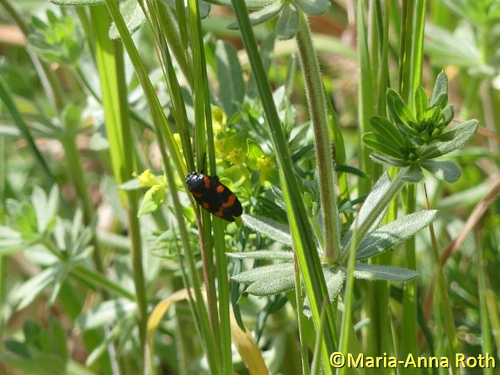 Blutzikade_Cercopis vulnerata.JPG - Blutzikade