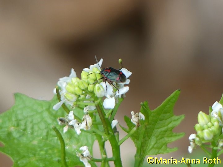 Kohlwanze mit roter Färbung.JPG - Kohlwanze mit roter Färbug