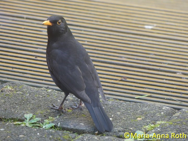 Amsel, Männchen.JPG - Amsel (m)