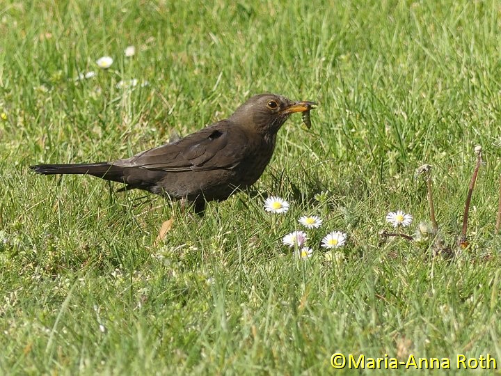 Amsel_3.JPG - Amsel