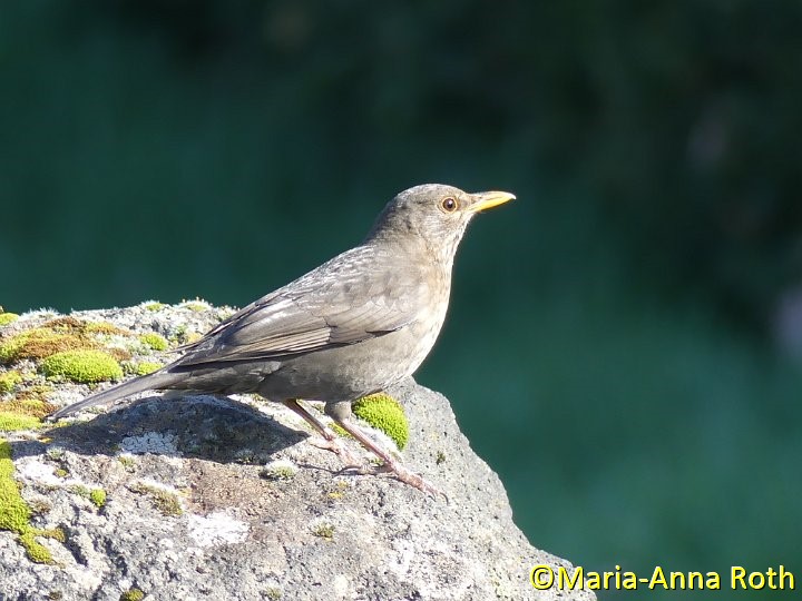 Amsel_Weibchen_2.JPG - Amsel (w)