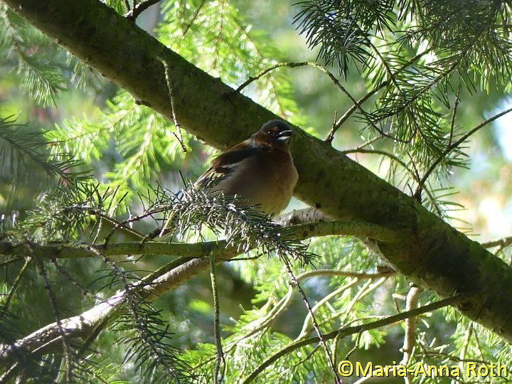 Buchfink_Männchen.JPG - Buchfink (m)