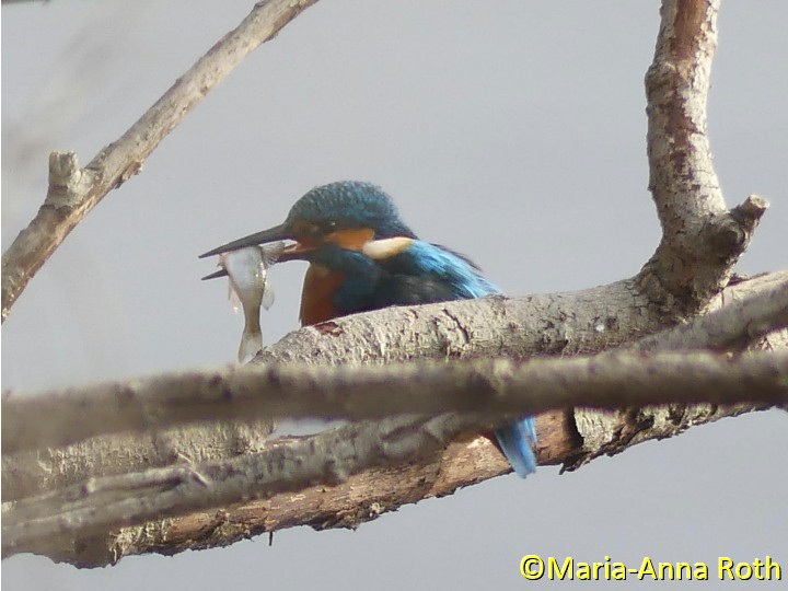 Eisvogel.jpg - Eisvogel
