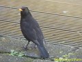 Amsel, Männchen