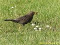 Amsel_3