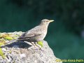 Amsel_Weibchen_2