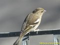 Buchfink, Weibchen_1