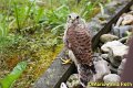DSC08487