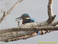 Eisvogel